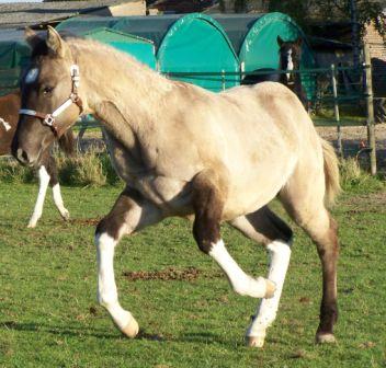 Shadow 28.10.12 galopp1